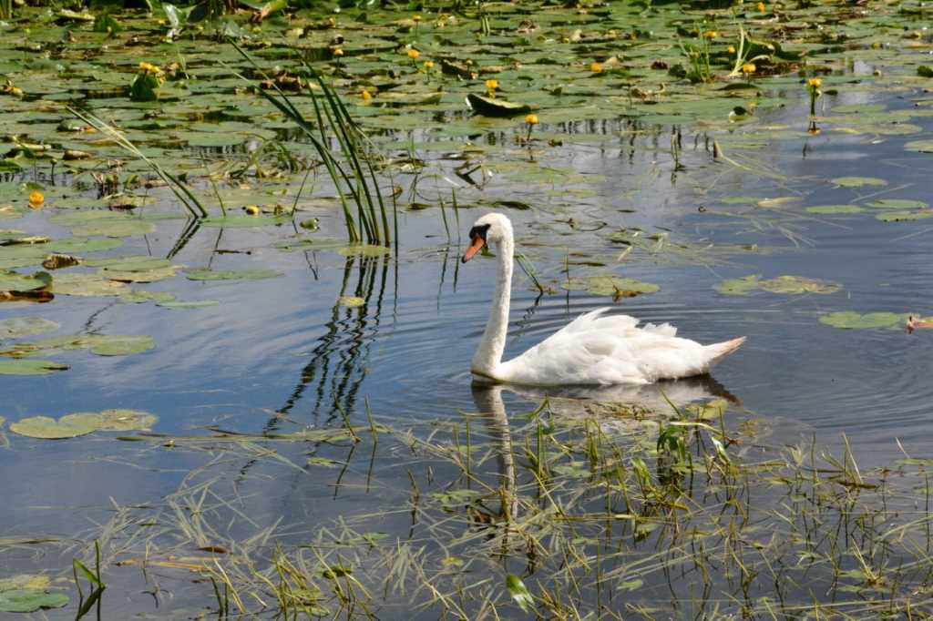 DSC_6086Mittel_.JPG